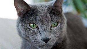 Tiere